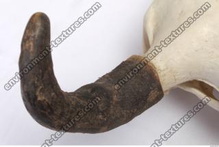 skull antler 0025